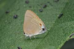 Allosmaitia strophius