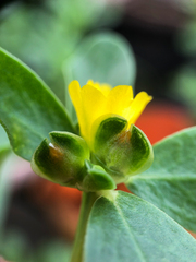 Portulaca oleracea