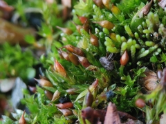 Tortula protobryoides