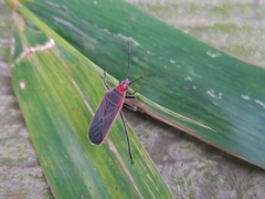 Thunbergia marginata