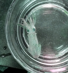 Doryteuthis opalescens