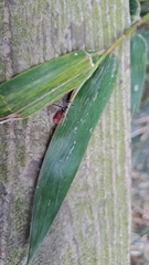 Thunbergia marginata