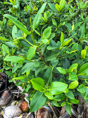 Rhizophora mangle