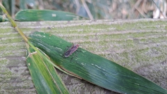 Thunbergia marginata