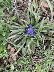 Tradescantia subacaulis
