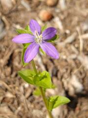 Triodanis biflora