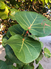 Coccoloba uvifera