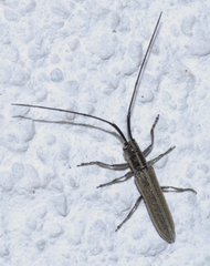 Calamobius filum