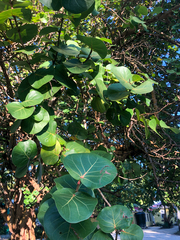Coccoloba uvifera