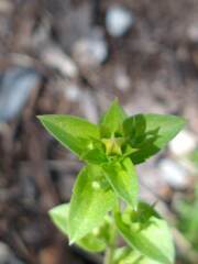 Triodanis biflora