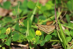 Panoquina panoquin