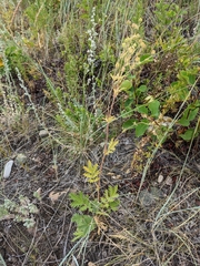 Potentilla pensylvanica