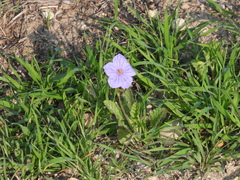 Erodium gruinum