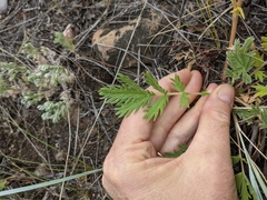 Potentilla pensylvanica