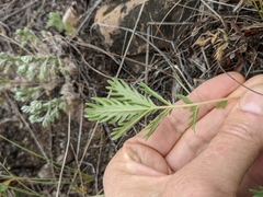 Potentilla pensylvanica