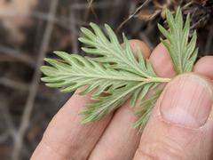 Potentilla pensylvanica
