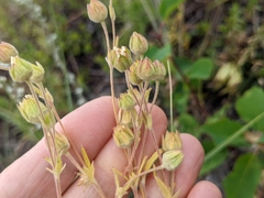 Potentilla pensylvanica