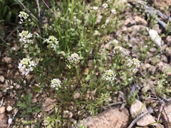 Caulanthus lasiophyllus