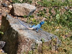 Pseudotrapelus jensvindumi