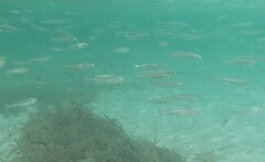 Atheriniformes