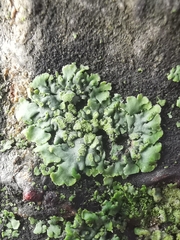 Phaeophyscia orbicularis