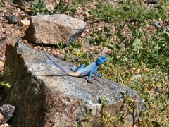 Pseudotrapelus jensvindumi