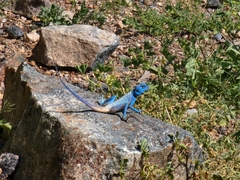 Pseudotrapelus jensvindumi