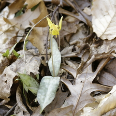 Erythronium umbilicatum