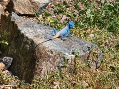 Pseudotrapelus jensvindumi