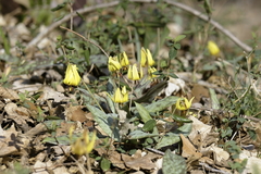 Erythronium umbilicatum