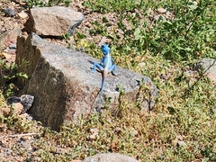 Pseudotrapelus jensvindumi