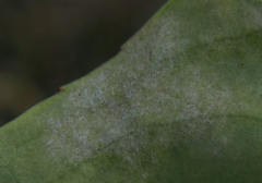 Podosphaera tridactyla