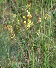 Sisymbrium polymorphum