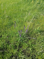Salvia dumetorum