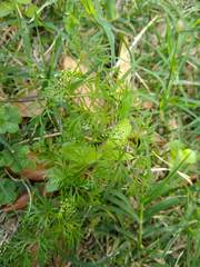Cyclospermum