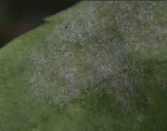 Podosphaera tridactyla