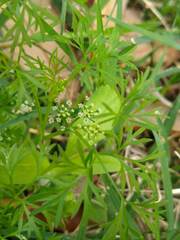 Cyclospermum