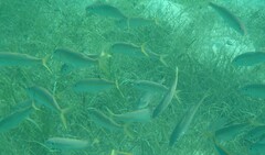 Mulloidichthys martinicus