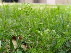 Cyclospermum