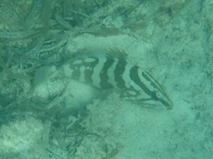 Epinephelus striatus