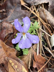 Viola pedata