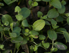 Peronospora agrestis