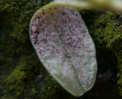 Peronospora agrestis