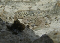 Bathygobius antilliensis