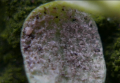 Peronospora agrestis