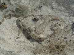 Bathygobius antilliensis