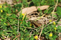 Panoquina panoquin