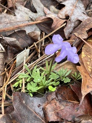 Viola pedata