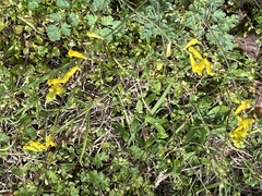 Corydalis micrantha