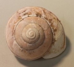 Helminthoglypta tudiculata grippii